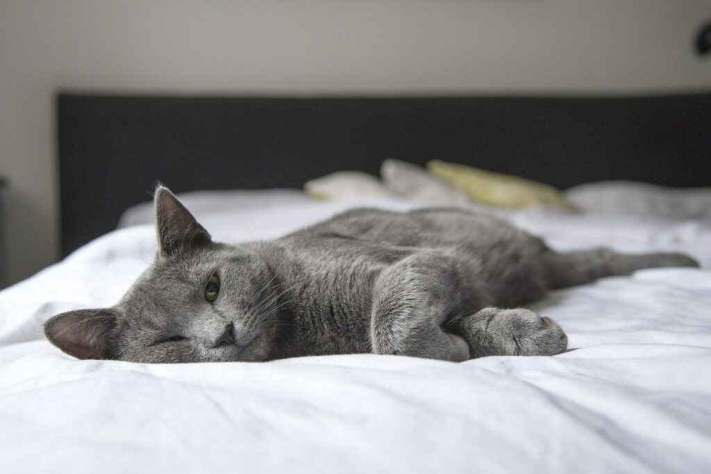 Miglior Cibo per Gatti Sterilizzati 